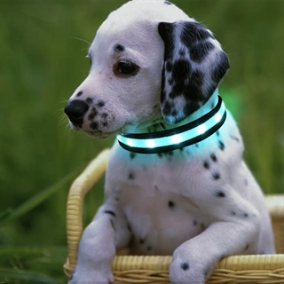 Hundehalsbånd med multifarvet og blinkende lys - Sort - Size: M